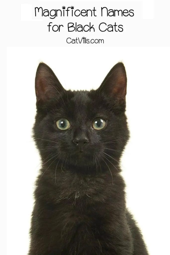 340+ Unique Black Cat Names That Will Suit Your Stealthy Companion 14 Unique Black Cat Names That Will Suit Your Stealthy Companion