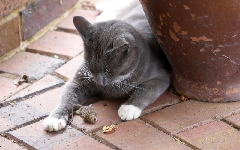 cat playing with mouse