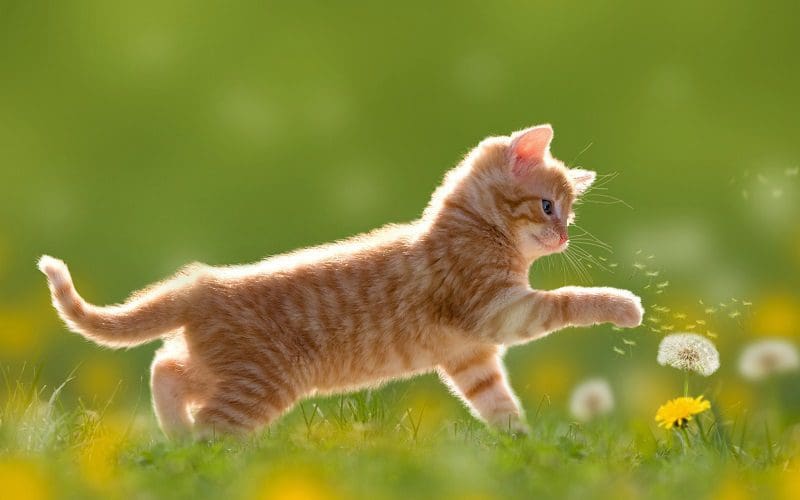 How Smart Are Cats? Understanding Feline Intelligence 4 cat playing outside