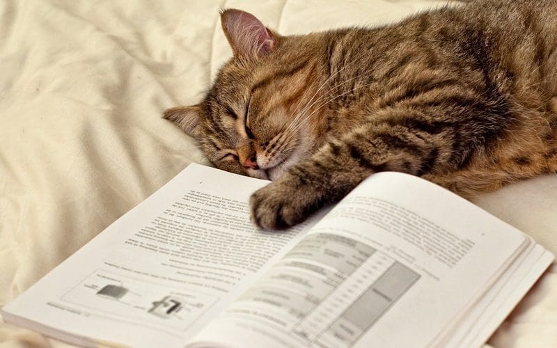 How Smart Are Cats? Understanding Feline Intelligence 3 cute cat sleeping next to book