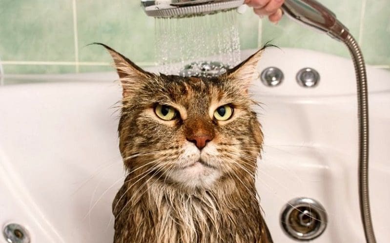 How to Bathe a Cat Safely And Effectively: 7 Foolproof Tips 5 showering cat