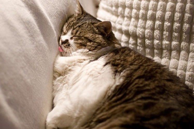 split level sleeping