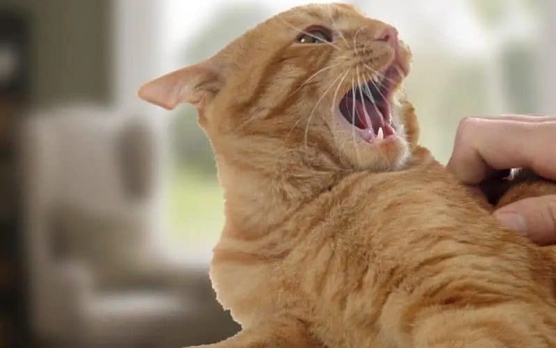 petting cat stomach