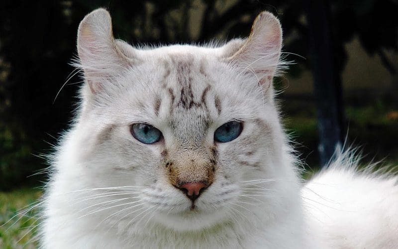 Highland Lynx Cats: Discover the Unique Personality 2 white highland lynx cat