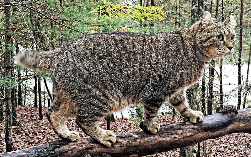 Highland Lynx Cats: Discover the Unique Personality 3 highland lynx cat personality