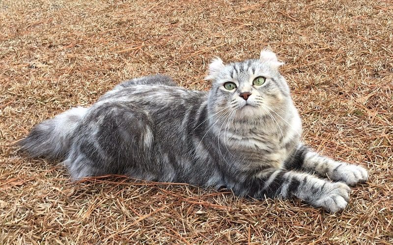 Highland Lynx Cats: Discover the Unique Personality 4 highland lynx cat breed
