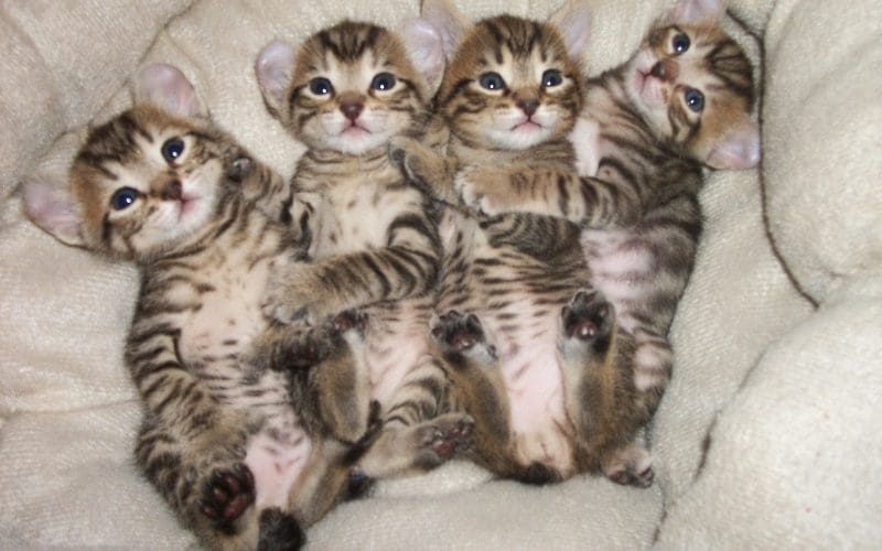 Highland Lynx Cats: Discover the Unique Personality 6 adopt highland lynx kittens