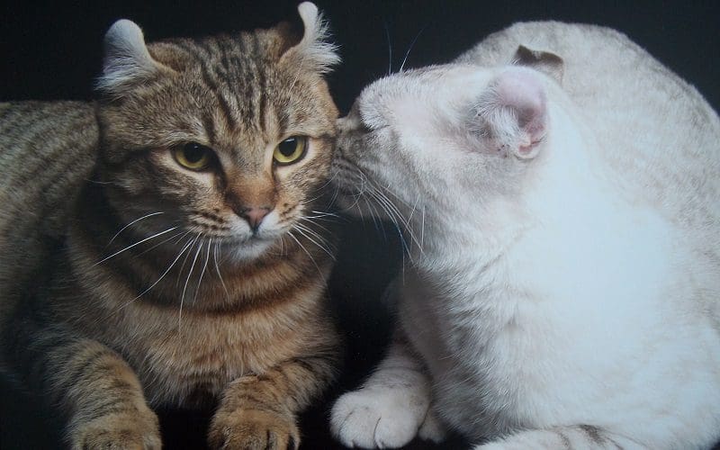 Highland Lynx Cats: Discover the Unique Personality 5 highland lynx cats