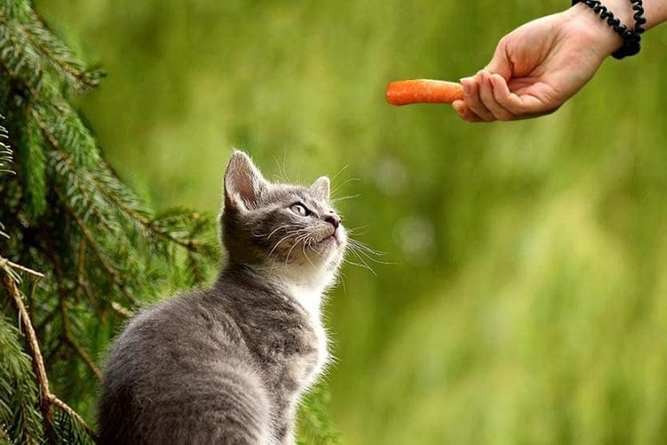 Nutrional benefits of carrots