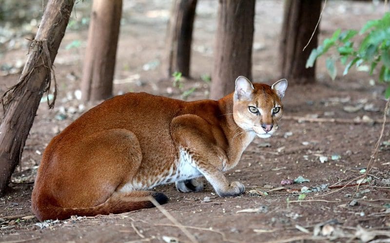 African Golden Cat breed