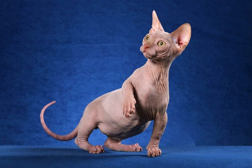 Hairless Cat Names: 190 Astonishing Ideas for Your Kitten 2 Hairless Cat Names: 200+ Astonishing Ideas for Males & Females