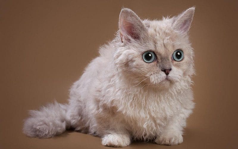 Lambkin Cat Breed - All About This Adorable Fluff Bomb 3 Lambkin cat