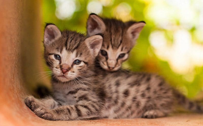 The Exotic Savannah Cat Breed: Feline with a Wild Spirit 4 Savannah kittens