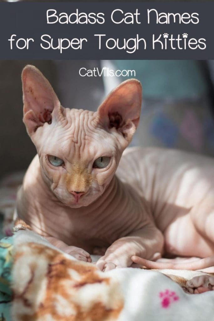 Badass Cat Names That Command Respect: Powerful and Fearless