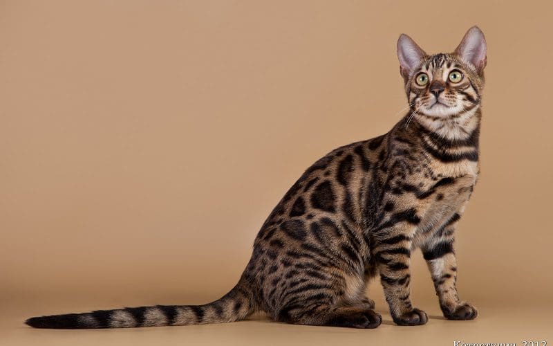 20 Breeds of Cats With Big Eyes: Eyes That Mesmerize 19 california spangled cat breed