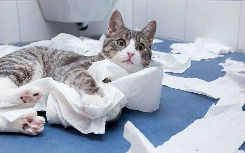5 Powerful Signs Your Cat Wants Attention You Should Know 2 cat playing with toilet paper