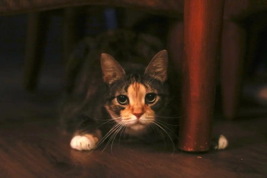 How Long Can Cats Go Without Food? A Feline Nutrition Guide