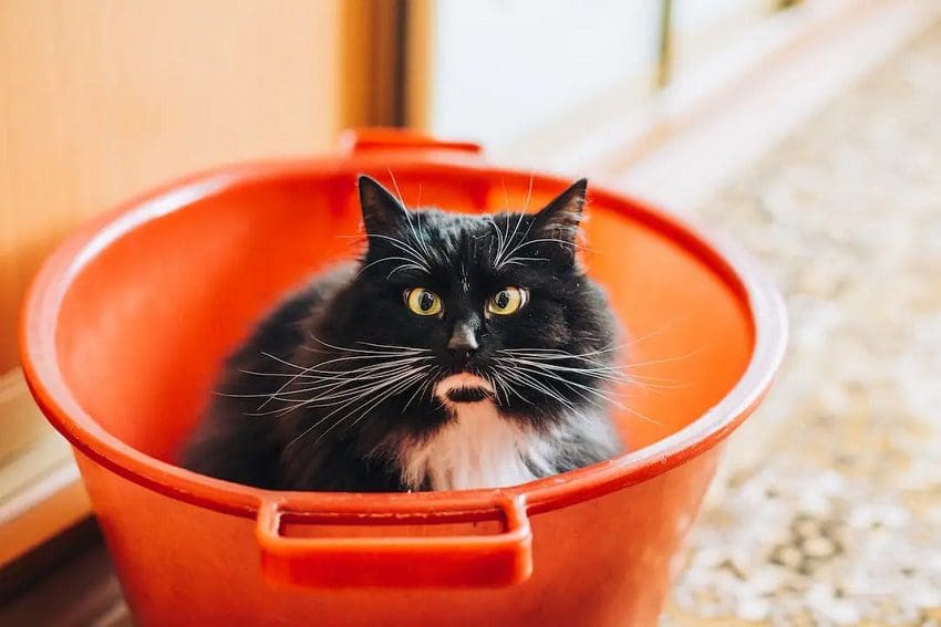 How to Discipline a Cat: 5 Proven Methods for a Harmonious Relationship