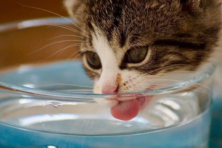 How Much Water Should A Cat Drink? Keeping Your Cat Hydrated