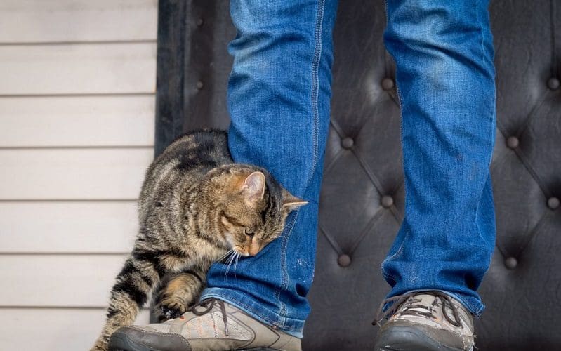 5 Powerful Signs Your Cat Wants Attention You Should Know 3 cat following owner