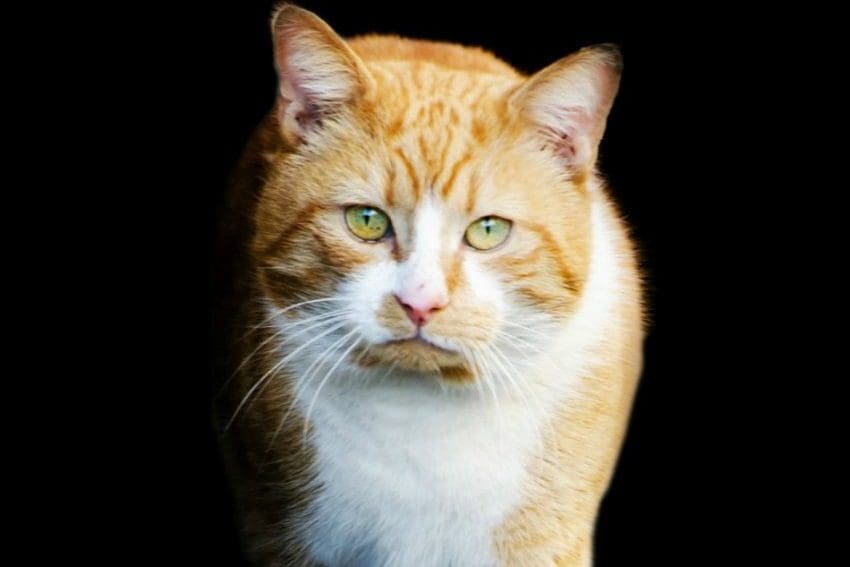 200 Male Cat Names That Will Make Your Feline Stand Out