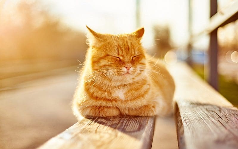 cat exposed to sun