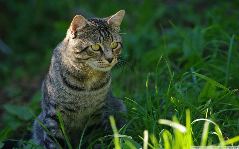 cat staring while hunting