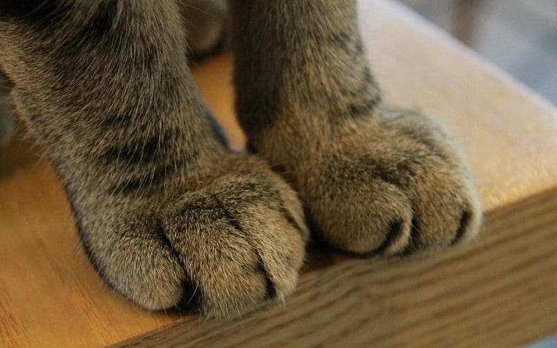 5 Powerful Signs Your Cat Wants Attention You Should Know 5 cat pawing