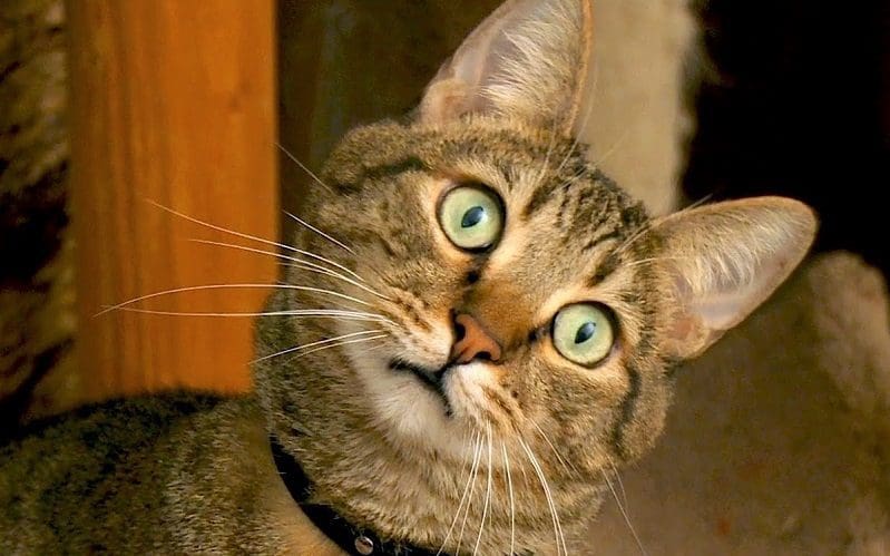 cat staring at wall in house