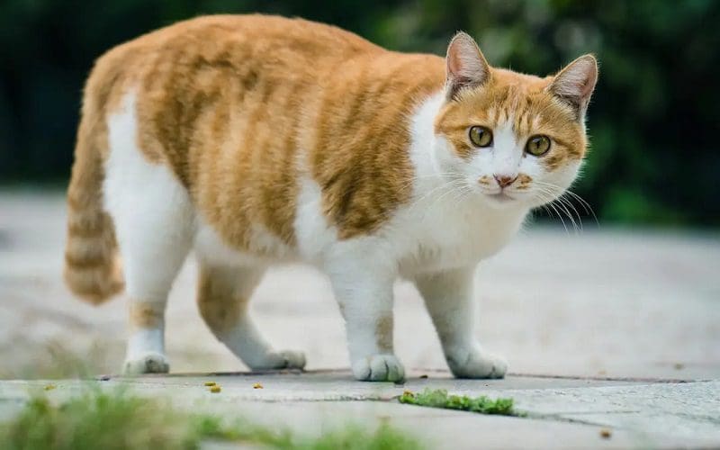 How Heavy Should My Cat Be? Finding the Optimal Weight for Your Furry Friend