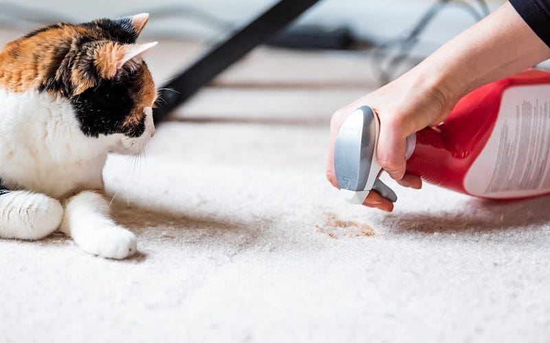 cleaning after cat made a mess