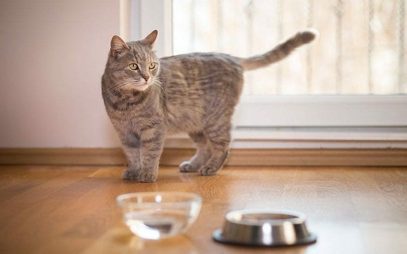 cat being dehydrated