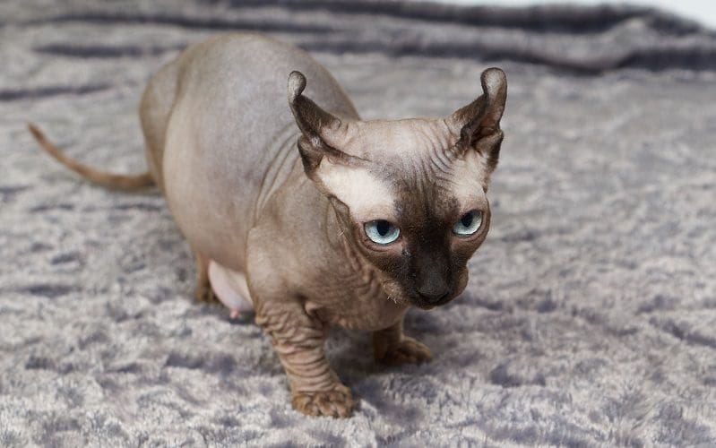 20 Breeds of Cats With Big Eyes: Eyes That Mesmerize 13 elf cat breed