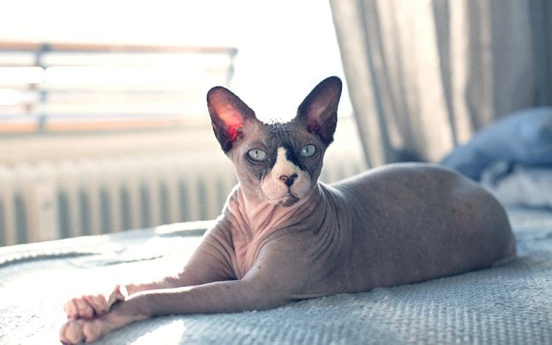 Hairless Cat Names: 190 Astonishing Ideas for Your Kitten 1 hairless male cat