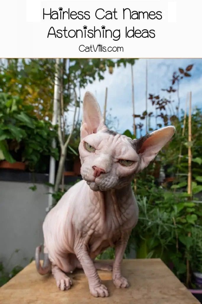 Hairless Cat Names: 190 Astonishing Ideas for Your Kitten 3 Hairless Cat Names: 190 Astonishing Ideas for Males & Females