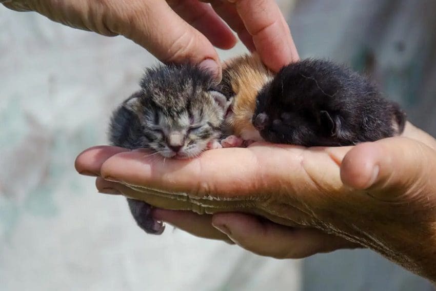 How To Tell How Old A Kitten Is? 8 Factors To Consider