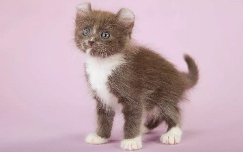 Kinkalow Cats: Playful and Lovable Breed You Need to Know 3 kinkalow cat
