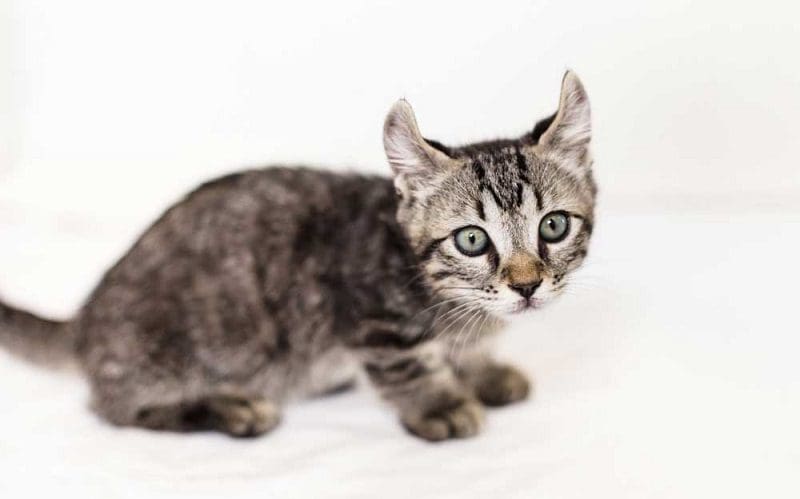 Kinkalow Cats: Playful and Lovable Breed You Need to Know 4 kinkalow kitten