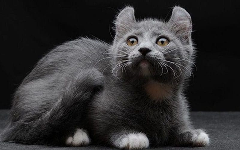 Kinkalow Cats: Playful and Lovable Breed You Need to Know 2 kinkalow cat breed