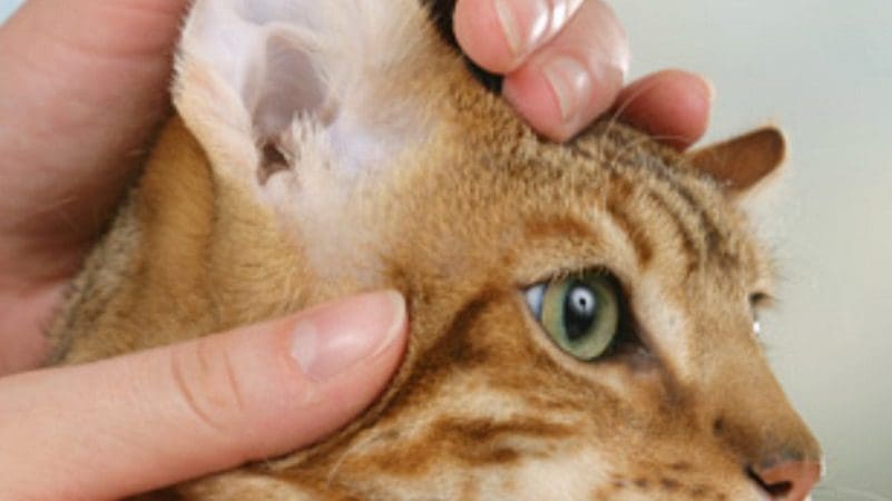 How To Tell How Old A Kitten Is? 8 Factors To Consider 2 checking cat ears