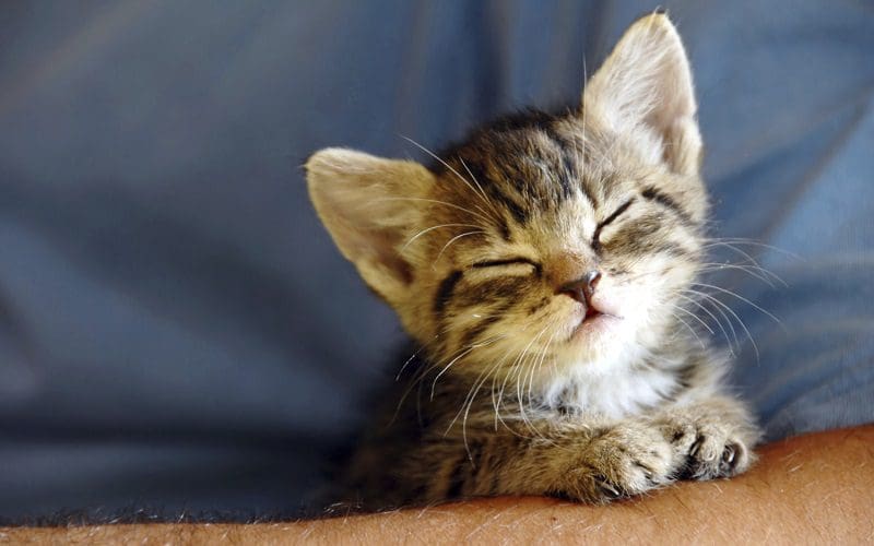 kitten communicating