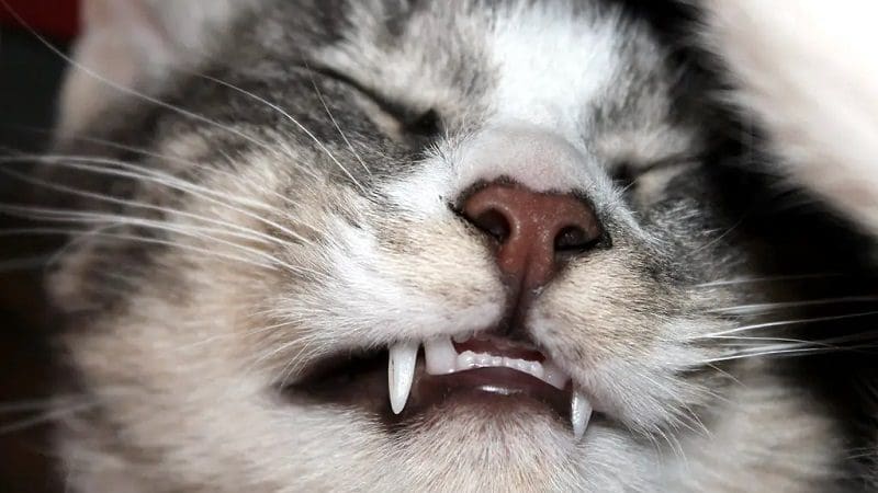 How To Tell How Old A Kitten Is? 8 Factors To Consider 5 checking kitten teeth