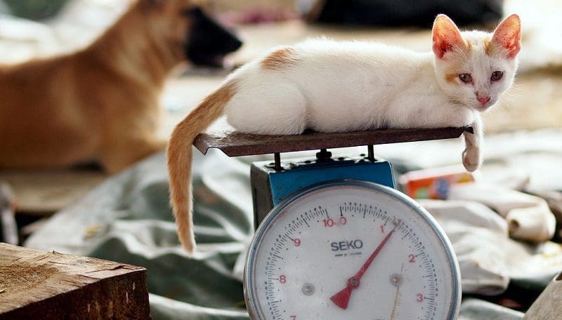 How To Tell How Old A Kitten Is? 8 Factors To Consider 3 weight the kitten