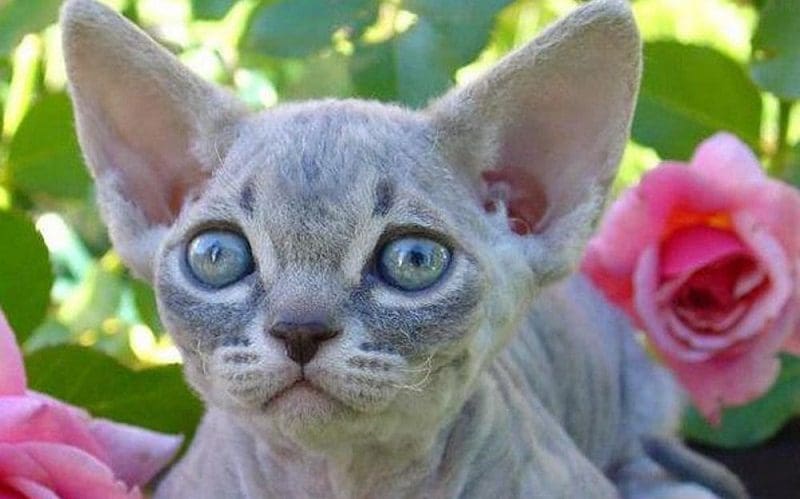 The Minskin Cat Breed: Complete Guide to This Lovable Cat 4 Minskin cat up close
