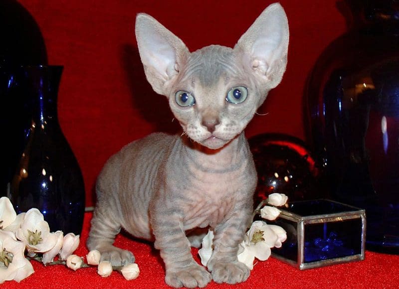 The Minskin Cat Breed: Complete Guide to This Lovable Cat 5 cute minskin kitten