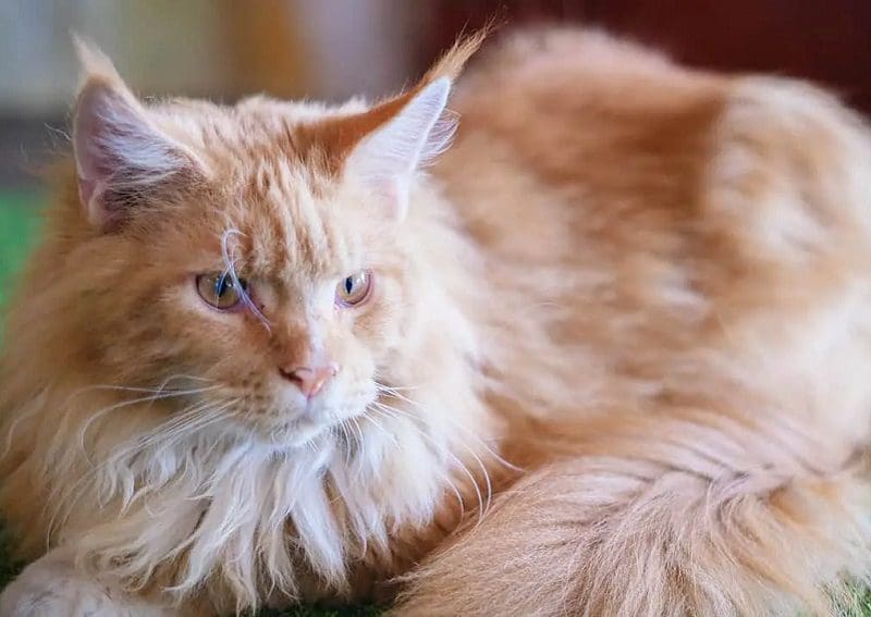 Big Cat Names That Capture The Spirit of Your Fierce Feline