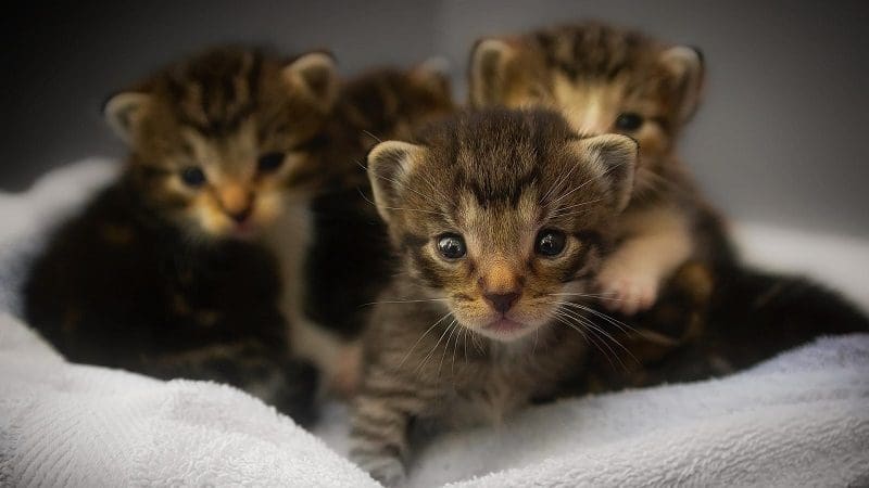How To Tell How Old A Kitten Is? 8 Factors To Consider 1 newborn kittens