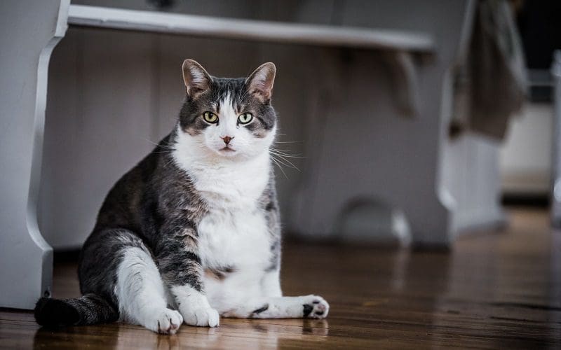 overweight cat