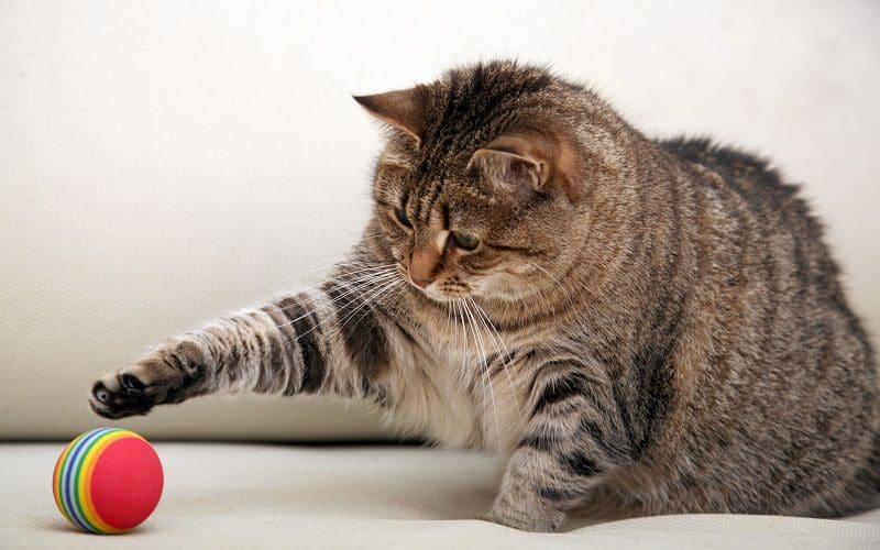 cat playing with toys