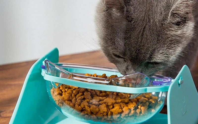 How to Spoil Your Cat? 12 Outrageous Tip 9 cat eating from slow feeder cat bowl